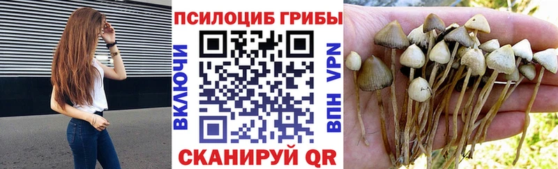 Псилоцибиновые грибы Psilocybine cubensis  Купить где  Качканар 